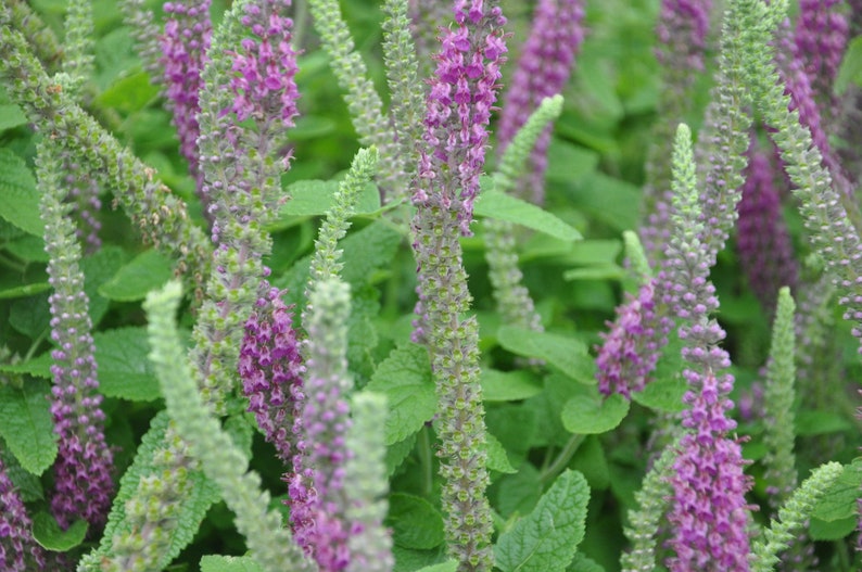 Teucrium Hircanicum seed image 1