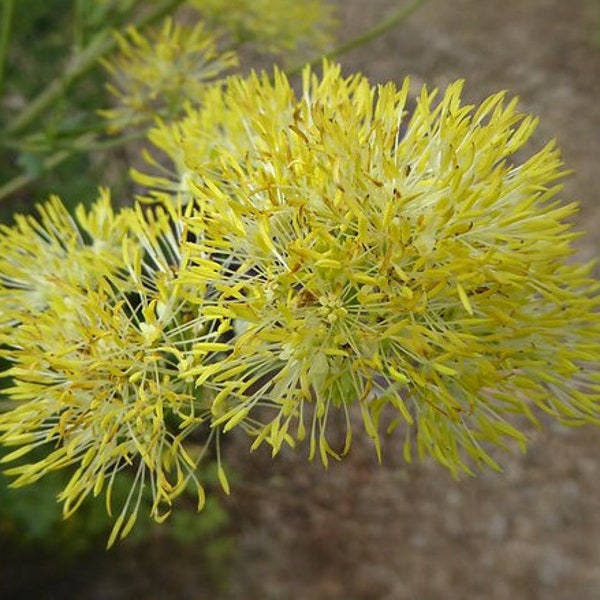 Thalictrum Sphaerostachyum - Yellow Meadow Rue seed