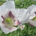 see more listings in the P  Flower Seed List section