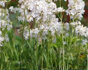 Lychnis Viscaria Alba – Snowbird seed