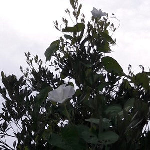 Ipomoea Alba Moon Vine seed image 7