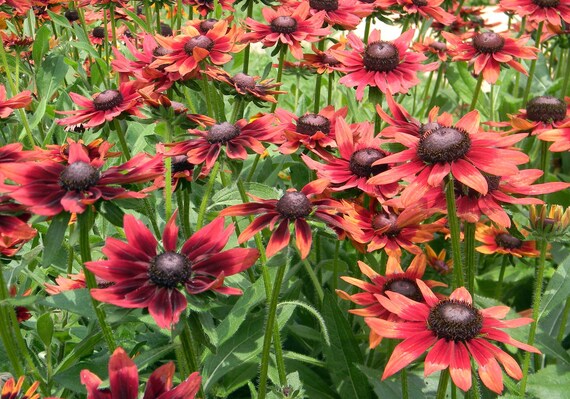 Rudbeckia cherry brandy deals