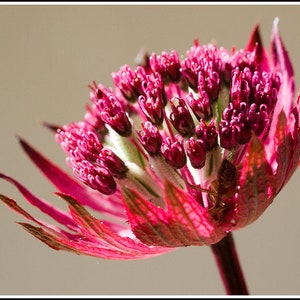 Astrantia Major - Hybr. Rosensinfonie seed