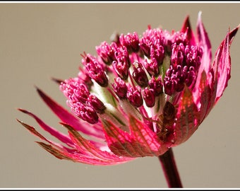 Astrantia Major - Hybr. Rosensinfonie seed