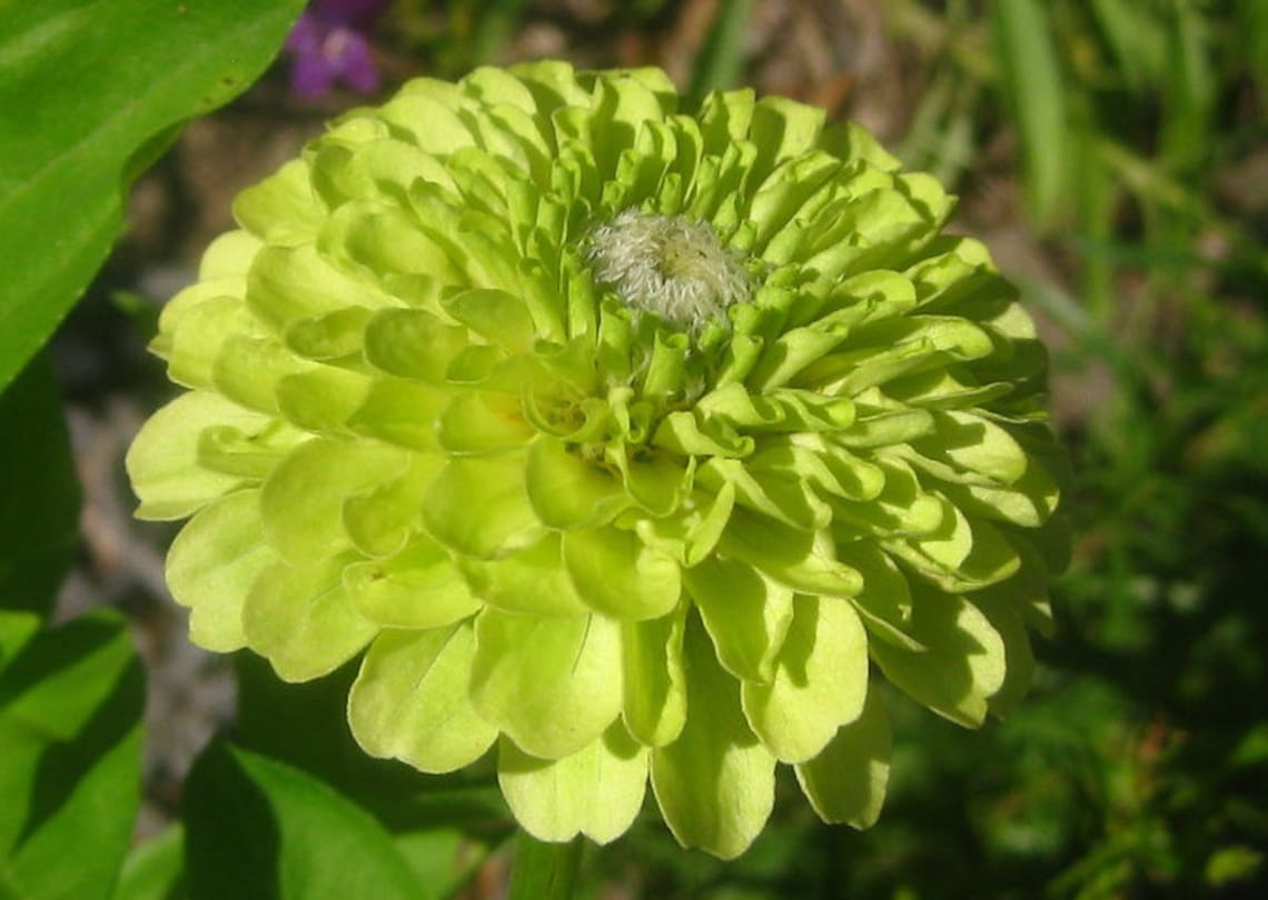 Zinnia Elegans Lime Green Dahlia seed only 75 cents Etsy
