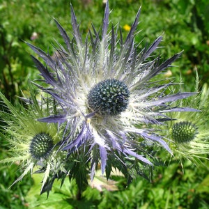 Eryngium Alpinum Superbum Sea Holly Alpinum seed image 1