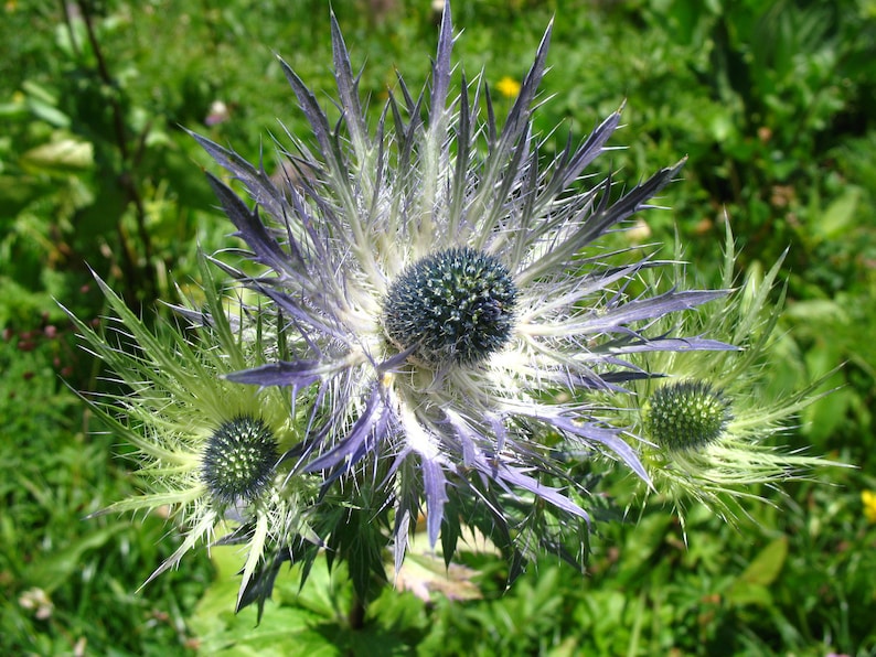 Eryngium Alpinum Superbum Sea Holly Alpinum Seed 75 Cent Etsy