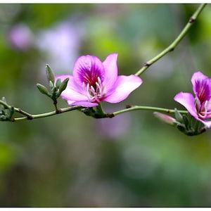Bauhinia Variegata - Hong Kong Orchid Tree seed