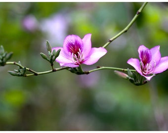 Bauhinia Variegata - Hong Kong Orchid Tree seed