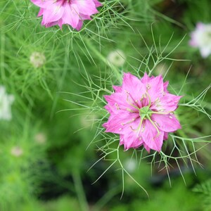 Nigella Damascena Love in the MIst Jewels Rose seed image 4