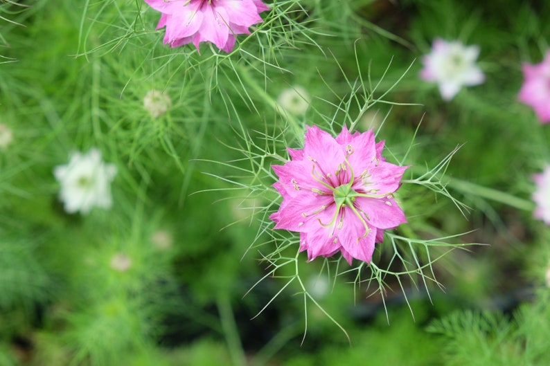 Nigella Damascena Love in the MIst Jewels Rose seed image 4