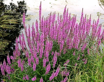 Seme di Lythrum Salicaria