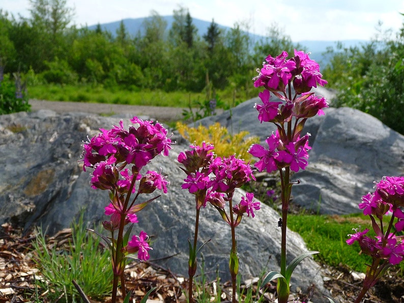 Lychnis Viscaria Sticky Catchfly seed image 6