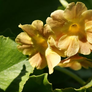 Primula Auricula Mixed Colors seed image 3