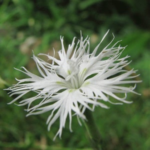 Dianthus Arenarius Sand Pink seed image 2