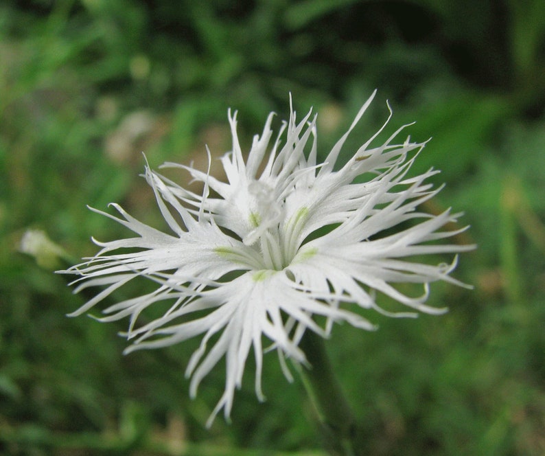 Dianthus Arenarius Sand Pink seed image 2