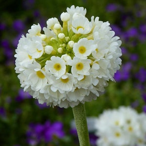 Primula Denticulata var. alba Weiße Auslese Snowball seed image 3