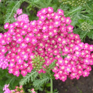 Achillea Millefolium - Cerise Queen seed