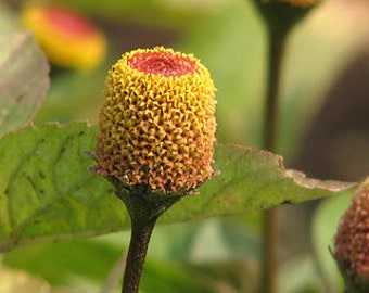 Spilanthes Acmella - Toothache Plant seed