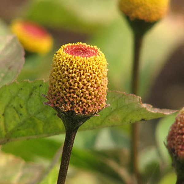 Spilanthes Acmella - Toothache Plant seed