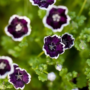 Nemophila Discoidalis Pennie Black seed image 2