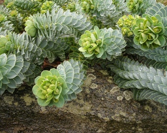 Euphorbia Myrsinites - Myrtle Spurge seed