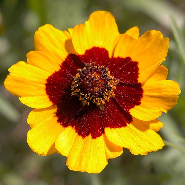 Coreopsis Tinctoria - Plains Coreopsis seed