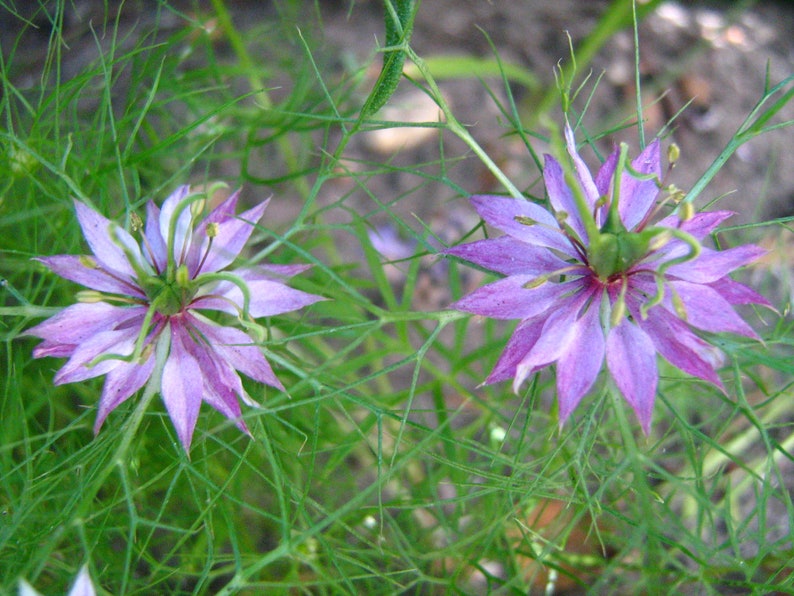 Nigella Damascena Love in the MIst Jewels Rose seed image 2