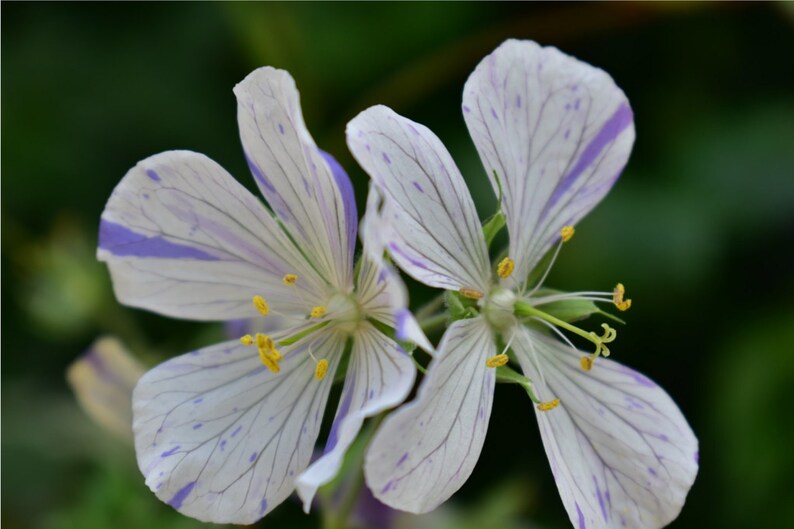 Geranium Pratense Striatum seed image 4