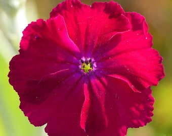 Lychnis Coronaria - Rose Campion seed