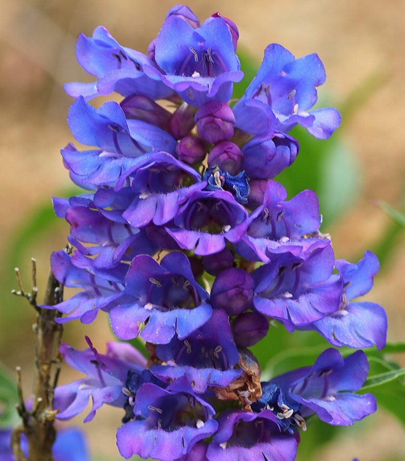 Penstemon Alpinus seed image 2