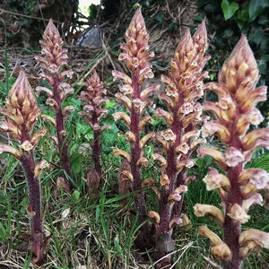 Orobanche Hederae Ivy Broomrape image 1