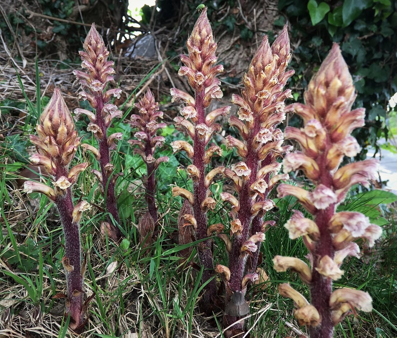 Orobanche Hederae Ivy Broomrape image 1