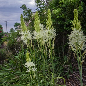 Camassia Leichtinii Alba Leichtins Camass Seed image 4