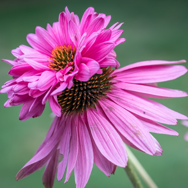 Echinacea Purpurea – Doubledecker seed