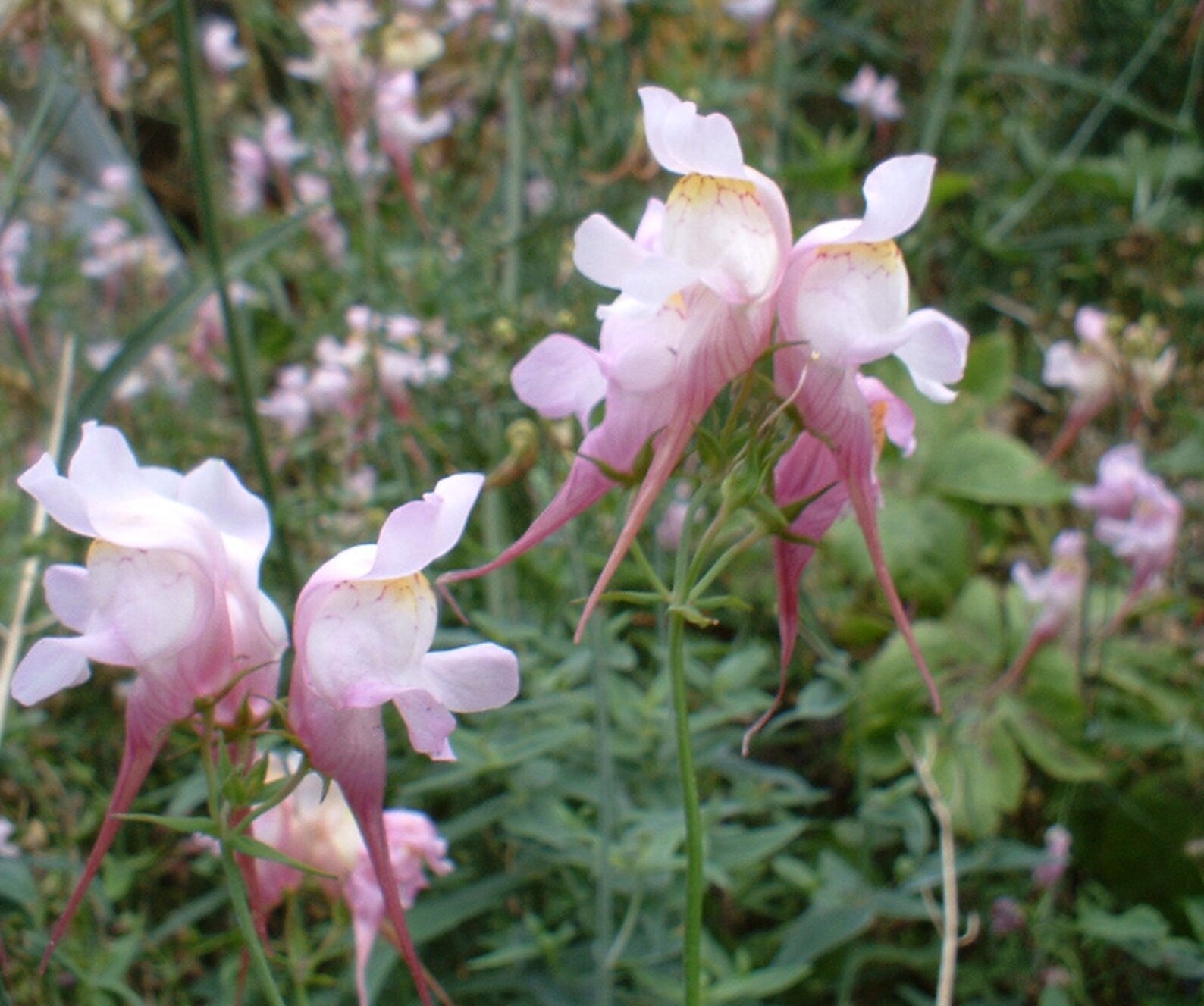 Pink Budgies Linaria Triornithophora Seed only 75 cents Etsy