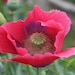 see more listings in the P  Flower Seed List section