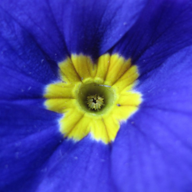 Primula Acaulis Accord Blue seed zdjęcie 2