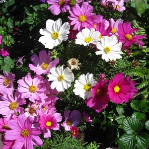 Cosmos Bipinnatus – Dwarf color mix  seed