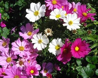 Cosmos Bipinnatus – Semilla de mezcla de colores enanos