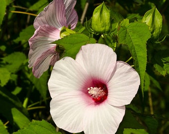 Hibiscus Laevis - Rose Mallow seed