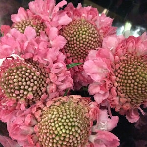 Scabiosa Atropurpurea - Salmon Rose seed