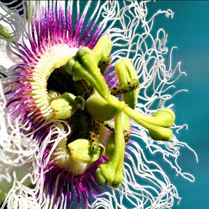 Passiflora Edulis - Passion Fruit seed