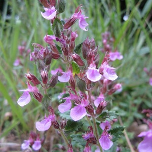 Teucrium Chamaedrys seed image 2