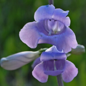 Penstemon Grandiflorus - Large Flowered Beardtongue seed