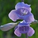 see more listings in the P  Flower Seed List section