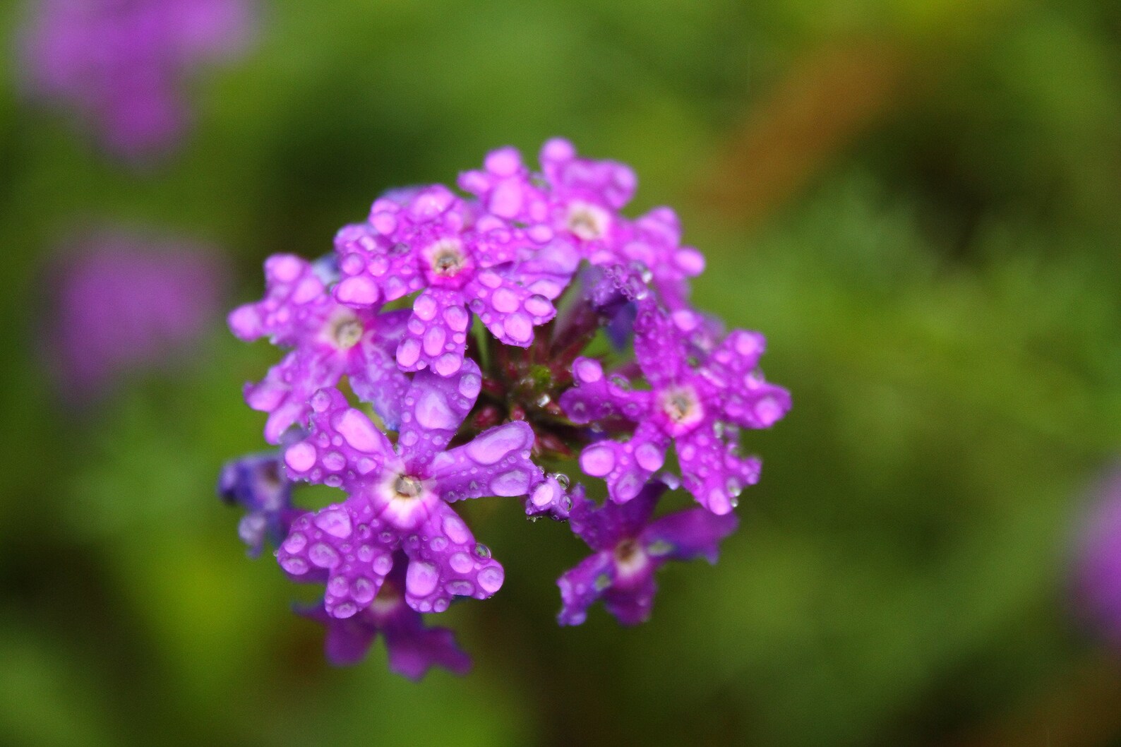 Verbena Tenuisecta Moss Verbena seed only 75 cents Etsy