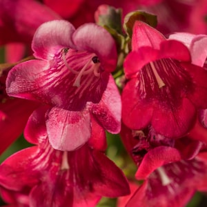 Penstemon Barbatus - Pinacolada Rosy Red seed