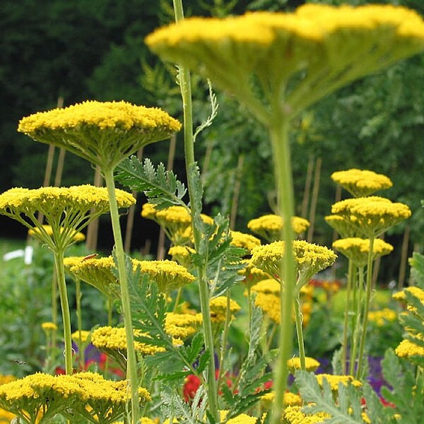 Achillea Filipendulina - Parkers Varietat seed