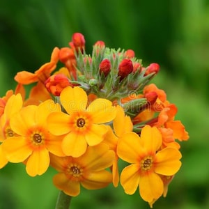 Primula Bulleyana - Primrose seed